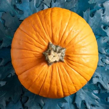 Thanksgiving day background with orange pumpkin and oak leaves. Autumn still  Stock Photos