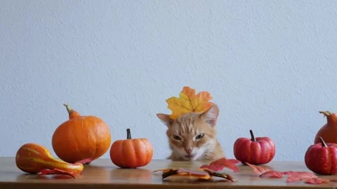 Thanksgiving Day. cat is sitting at the table. orange pumpkins, leaves. Autumn Stock Footage 249275622