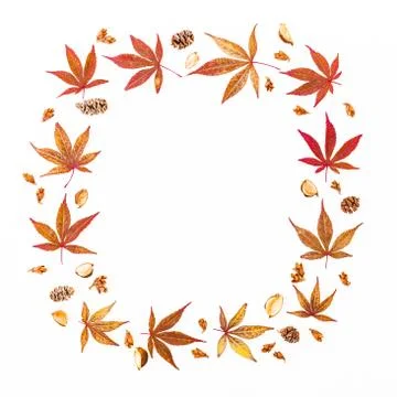 Thanksgiving frame with fall red leaves, dried wild flowers and cones on whit Stock Photos