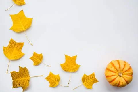 Thanksgiving holiday objects for mock up template design. Autumn pumpkin and  스톡 사진