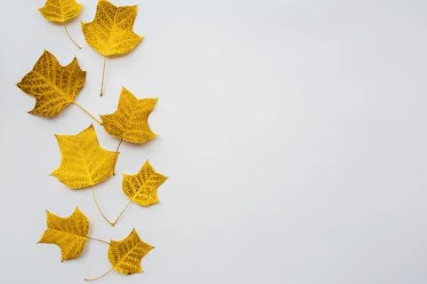 Thanksgiving holiday objects for mock up template design. fallen leaves yello Stock Photos