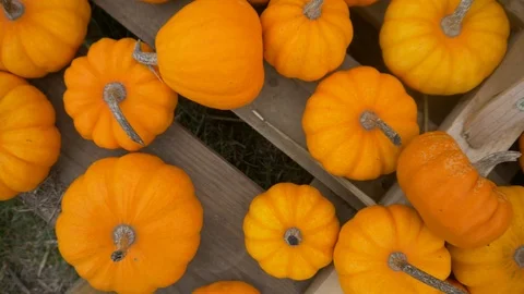 Thanksgiving Orange Pumpkins Stock Footage 97870182