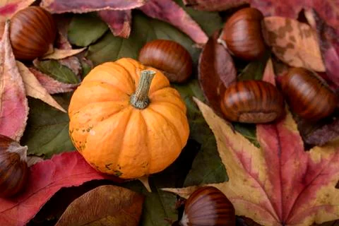 Thanksgiving Stock Photos