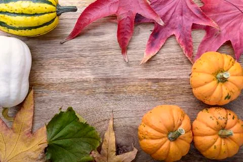 Thanksgiving Stock Photos