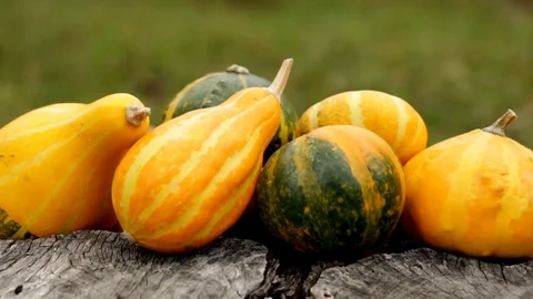 Thanksgiving Pumpkins Stock Footage 81165162