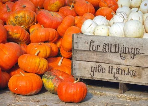 Thanksgiving pumpkins with text Stock Photos