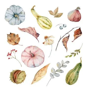 Thanksgiving vector set colorful pumpkins with autumn leaves and flowers. Stock Illustration