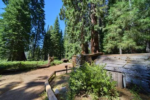 Tharps Log Cabin Sequoia Trees and Trail in Sunlit Forest Crescent Meadow Stock-Fotos