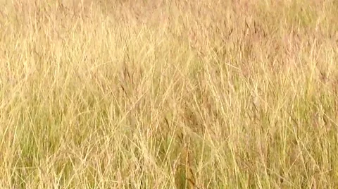 Thatch blow by the wind Stock Footage 58109517