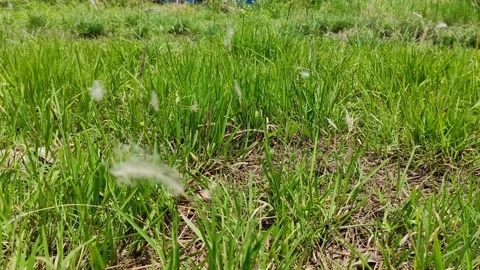 Thatch grass Stock Footage 237367524