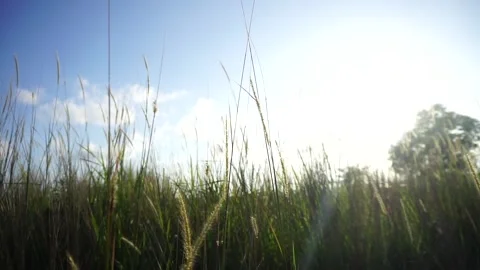 Thatch grass Stock Footage 243472895
