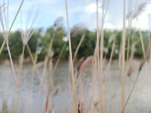 Thatch grass Stock Photos