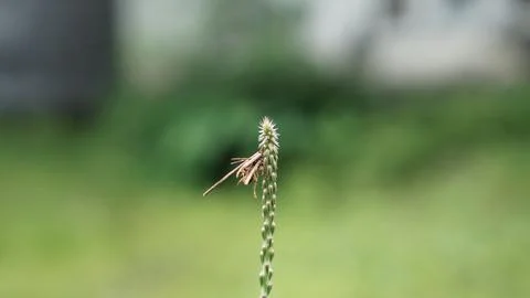 Thatch grass Stock Photos