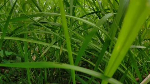 Thatch (Imperata cylindrica) is a type of grass with pointed leaves Stock Footage 208913582