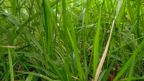 Thatch (Imperata cylindrica) is a type of grass with pointed leaves Stock Footage 208913583