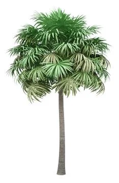 Thatch palm tree isolated on white background. 3d illustration Stock Illustration
