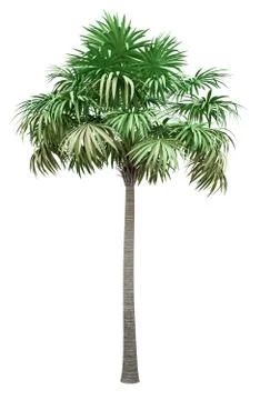 Thatch palm tree isolated on white background. 3d illustration Stock Illustration