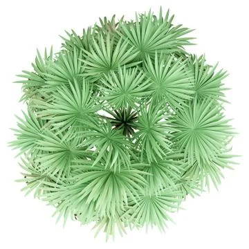 Thatch palm tree isolated on white background. top view. 3d illustration Stock Illustration