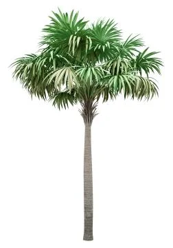 Thatch palm tree isolated on white background. 3d illustration Stock Illustration