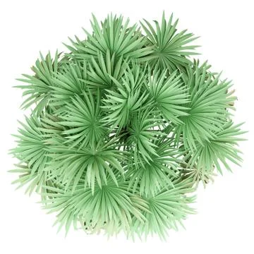 Thatch palm tree isolated on white background. top view. 3d illustration Stock Illustration