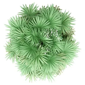 Thatch palm tree isolated on white background. top view. 3d illustration Stock Illustration