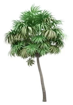 Thatch palm tree isolated on white background. 3d illustration Stock Illustration