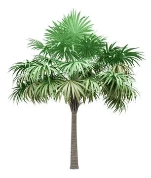 Thatch palm tree isolated on white background. 3d illustration Stock-Illustration