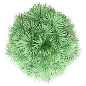 Thatch palm tree isolated on white background. top view. 3d illustration Stock Illustration