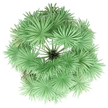 Thatch palm tree isolated on white background. top view. 3d illustration Stock Illustration
