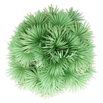 Thatch palm tree isolated on white background. top view. 3d illustration Stock Illustration