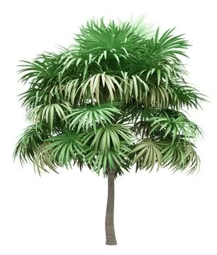 Thatch palm tree isolated on white background. 3d illustration Stock Illustration