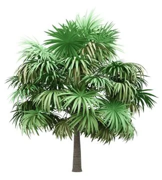 Thatch palm tree isolated on white background. 3d illustration Stock Illustration