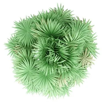 Thatch palm tree isolated on white background. top view. 3d illustration Stock Illustration