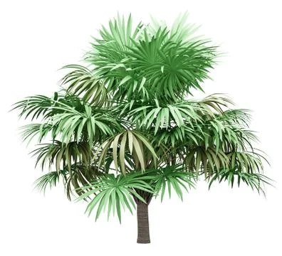 Thatch palm tree isolated on white background. 3d illustration Stock Illustration