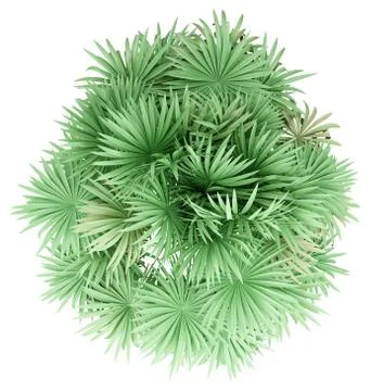 Thatch palm tree isolated on white background. top view. 3d illustration Illustrazione stock