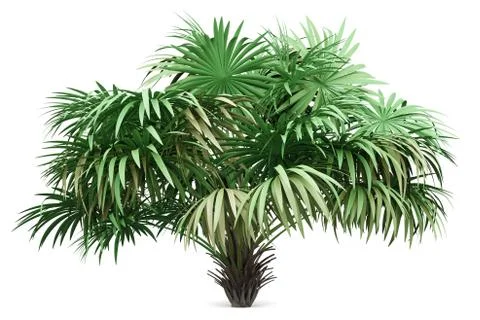 Thatch palm tree isolated on white background. 3d illustration Stock Illustration
