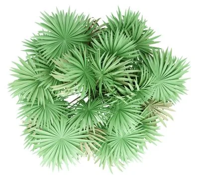 Thatch palm tree isolated on white background. top view. 3d illustration Stock Illustration