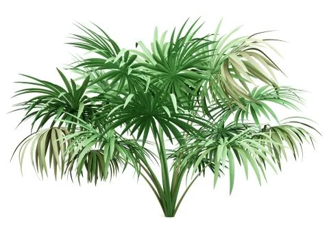 Thatch palm tree isolated on white background. 3d illustration Stock Illustration