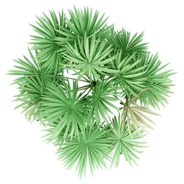 Thatch palm tree isolated on white background. top view. 3d illustration Illustrazione stock