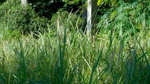A thatch reed grass swinging windy slow motion Stock Footage 244592472