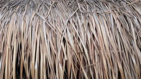 Thatch on the roof of table in Dubai Stock Footage 77259173