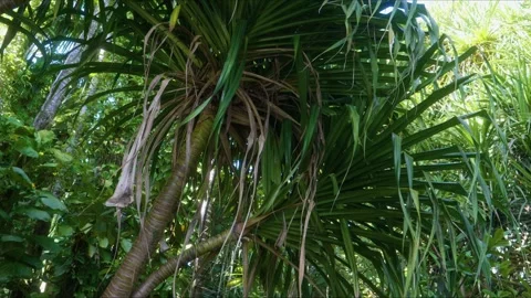 Thatch Screw Pine Pandanus tectorius in a Hawaiian Botanical Garden Stock Footage 317408036