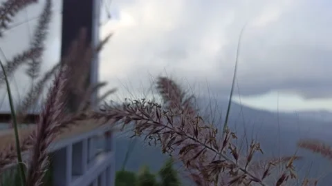 Thatch on the terrace of the room with dewy views Stock Footage 153989334