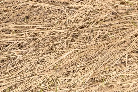 Thatched Background Foto stock