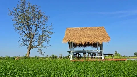 Thatched Pavilion in Green Field Stock Footage 326224021