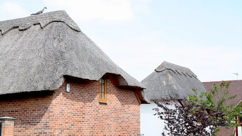 Thatched roofs 動画素材 99047617