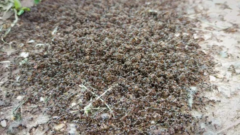 Thats A Lot Of Ants Video stock 93262447