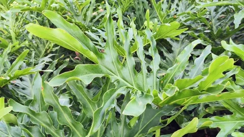 Thaumatophyllum bipinnatifidum common name split leaf philodendron, is a pl.. Stock Footage 295185434