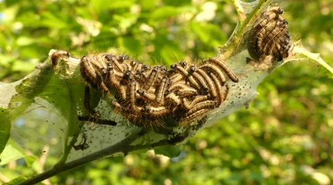 Thaumetopoea processionea caterpillars on leaf tree in summer Stock Footage 63142523