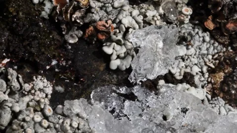 Thaw and lichens, time lapse, ice, thawing, melting, melt, defrosting, snowmelt Stock Footage 258346080